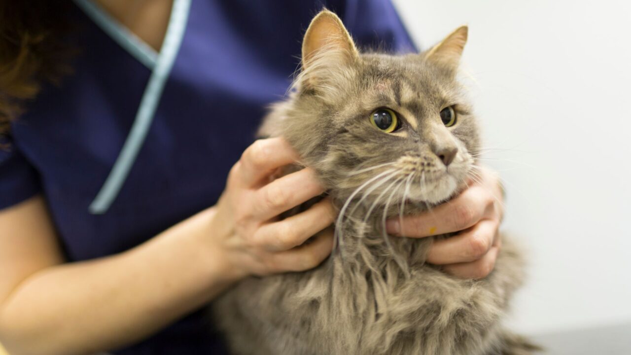 Clarks Grove, MN 56016 Veterinary Services Clarks Grove Veterinary Clinic