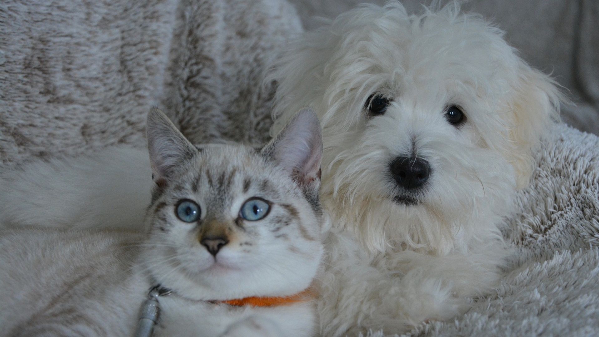 About Clarks Grove Veterinary Clinic Vet In Clarks Grove, MN 56016