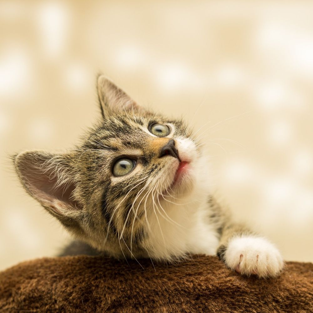 cute cat outdoor looking up