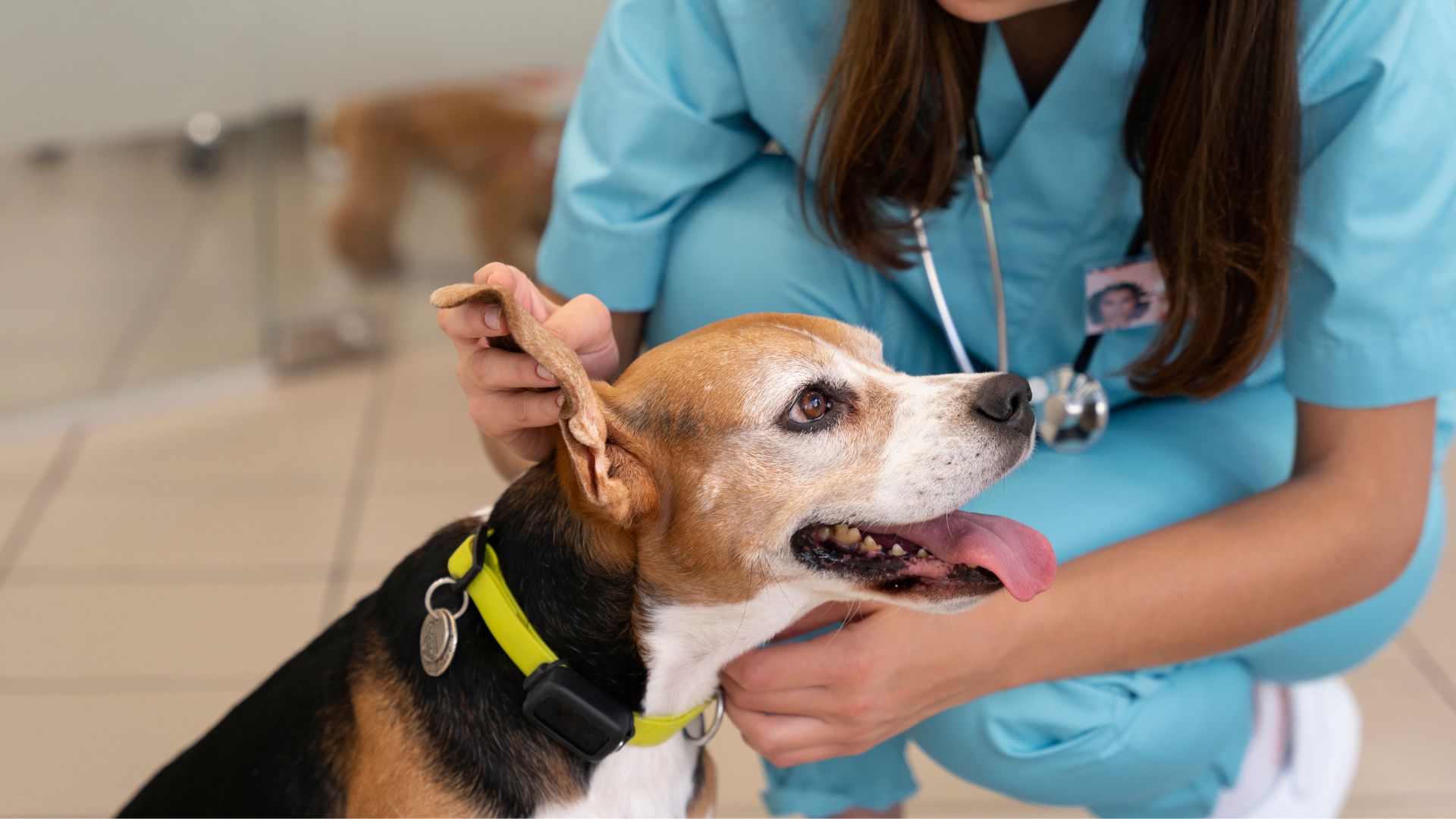 Clarks Grove, MN 56016 Veterinary Services Clarks Grove Veterinary Clinic