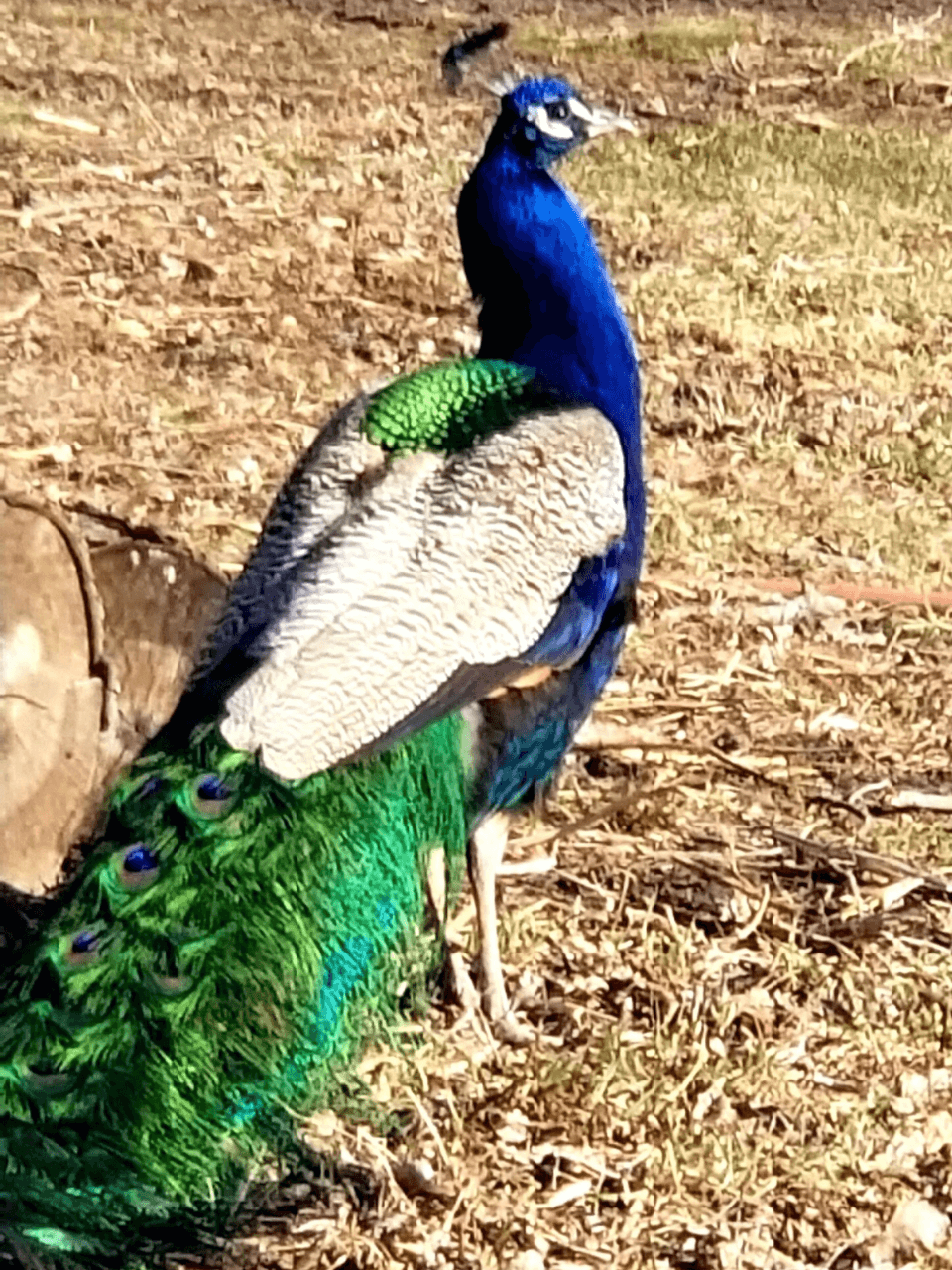 Veterinarian In Clarks Grove, MN 56016 Clarks Grove Veterinary Clinic