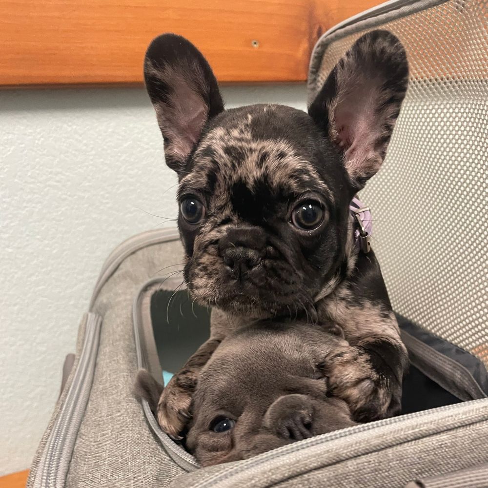 A French bulldog puppy sits playfully inside an open bag