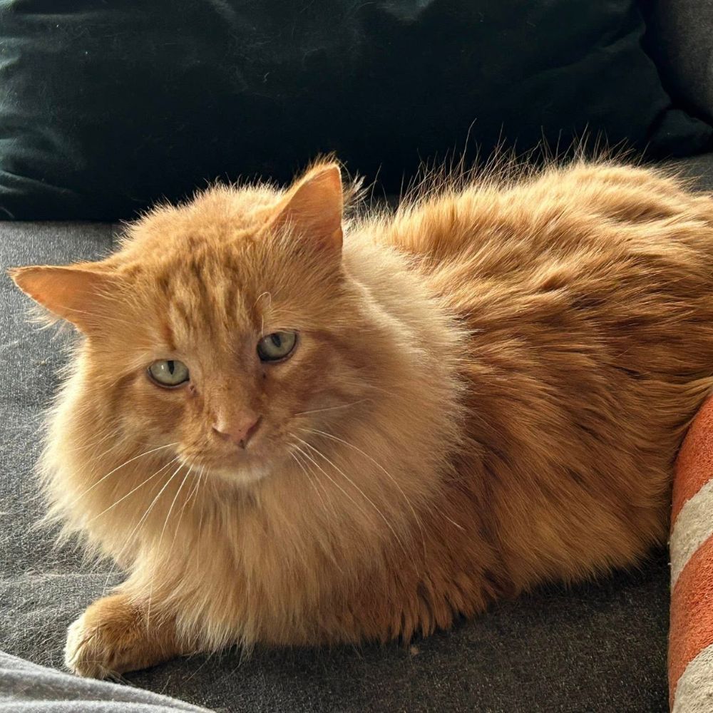 A fluffy orange cat lounging comfortably on a soft couch