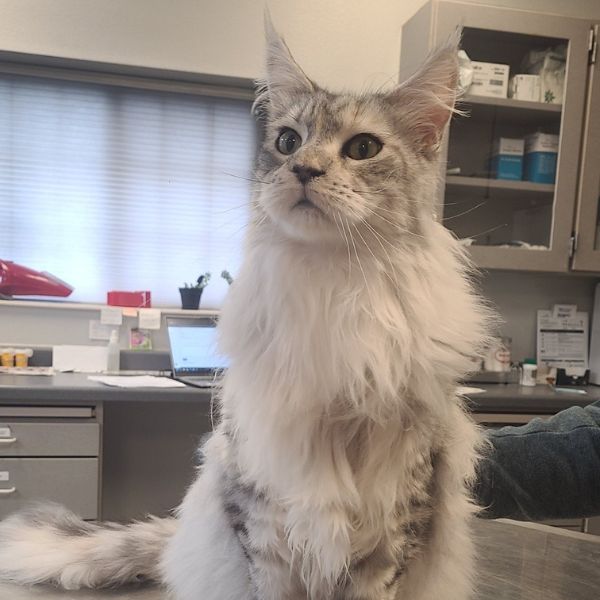 A fluffy cat sitting calmly on a table