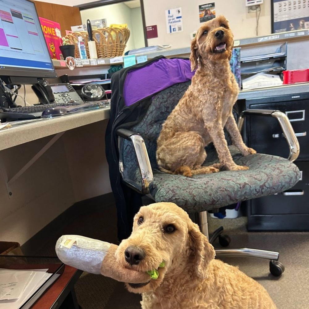 Two dogs sit on an office chair