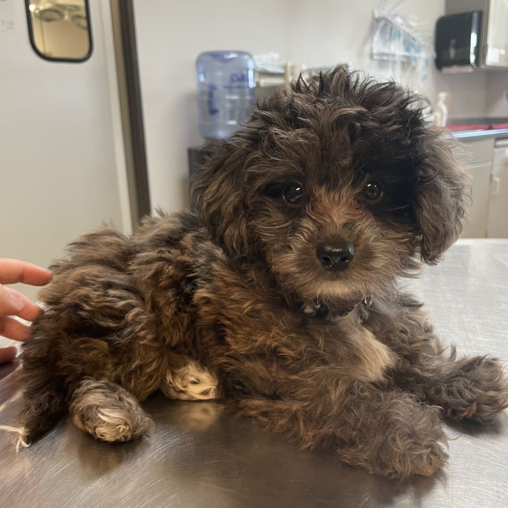 A small brown dog sitting on a wooden table