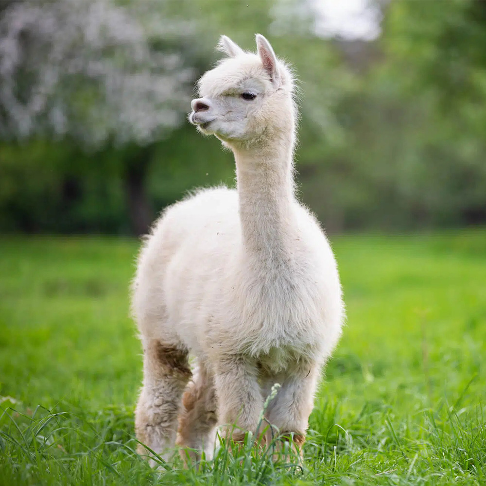 alpaca standing on grassy field