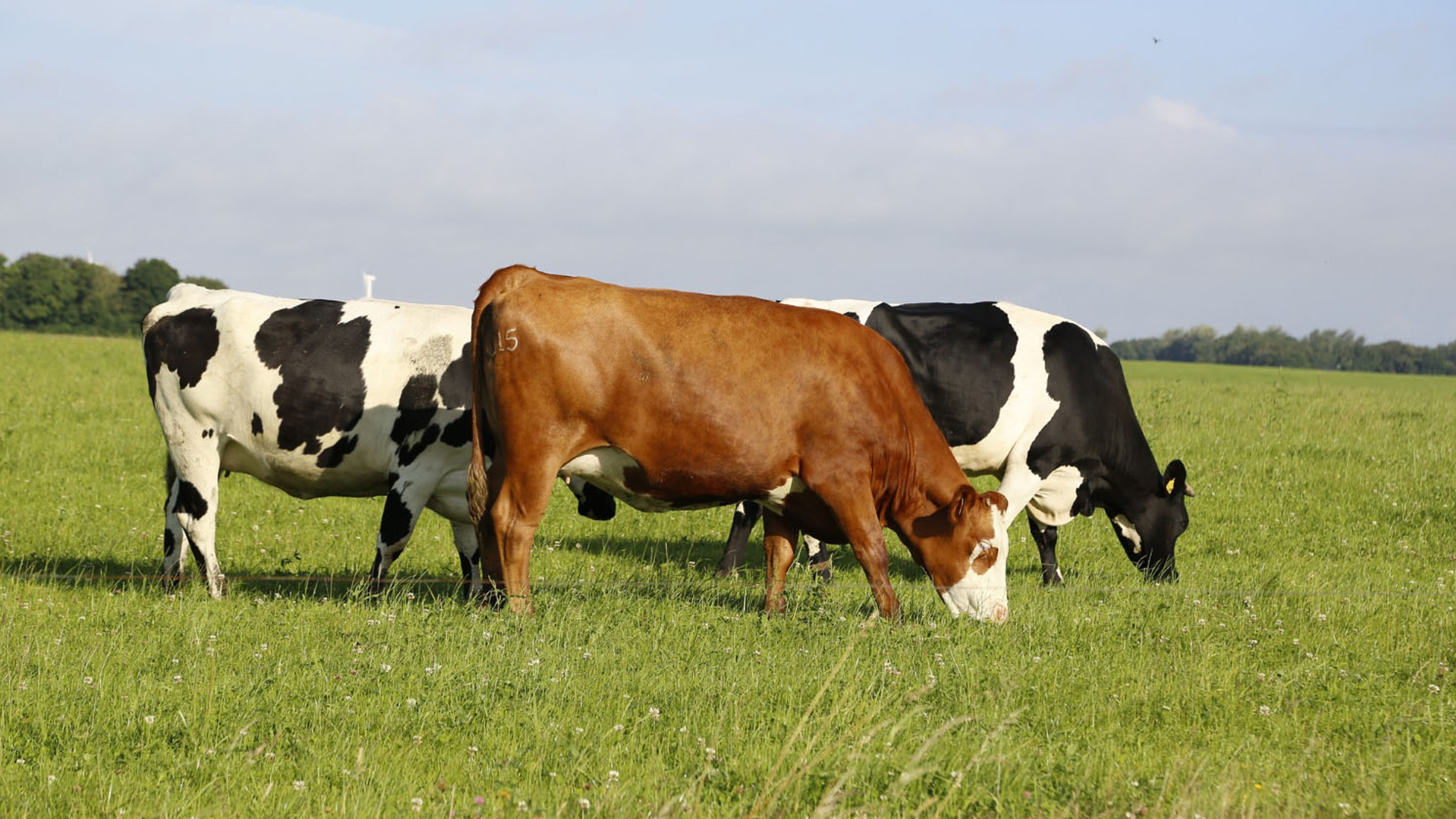 cows grazing in a field