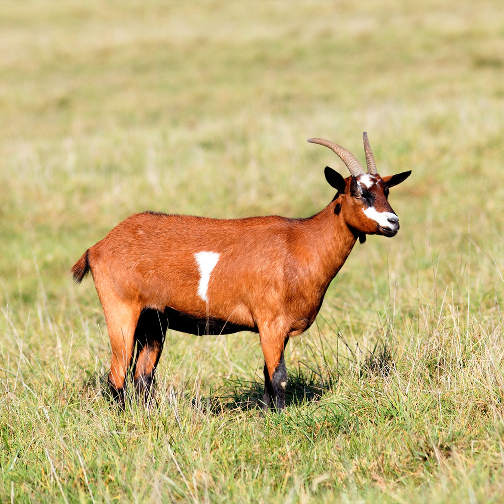 goat standing a grassy field